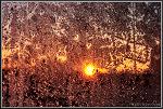 Sun Through Frosted Window