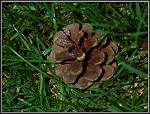 Norway Pine Cone In Grass